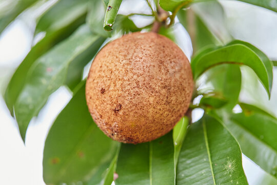 Unripe Sapodilla or Ciku fruit on tree