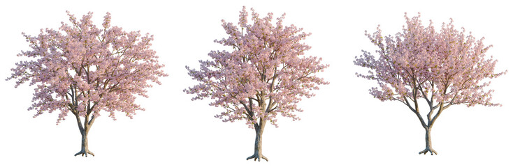 Naklejka premium Prunus subg tree, elevation, front view, cutout, transparent background, isolate, Detailed image of a blooming cherry blossom tree with vibrant pink flowers in full bloom.