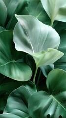 Lush green tropical foliage with textured leaves in natural light