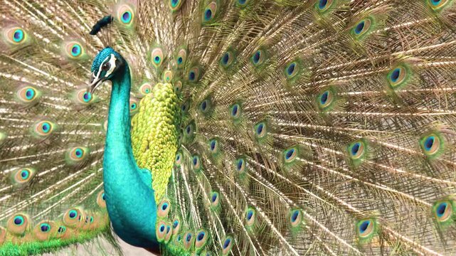 Male Peacock Displaying Iridescent Tail Feathers in a Mating Dance