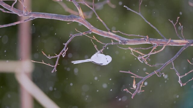 Long tailed tit taking flight from a branch in slow motion and snowing