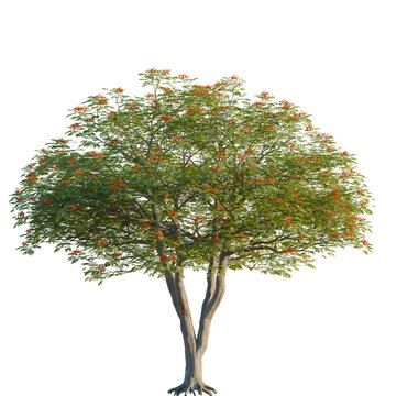 Delonix regia tree, elevation, front view, cutout, transparent background, isolate, Blooming red hibiscus flower close-up, perfect for tropical floral designs and vibrant backgrounds.