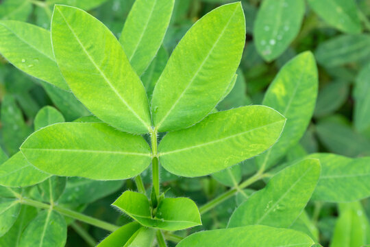 Green Legume Leaf - Peanut Plant Leaves with Water Droplets Ready for Harvest - Arachis hypogaea Foliage with Dew Drops