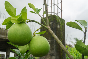 Pomelo - Citrus Maxima the Largest Citrus Fruit on Tree Natural Agriculture Concept