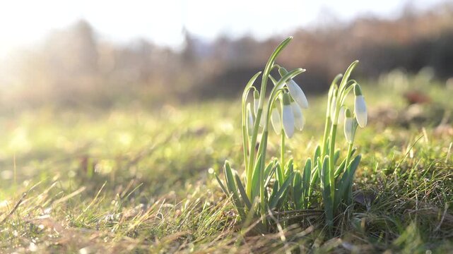 Close-up of delicate white snowdrops blooming in early spring meadow, backlit by warm morning sunlight.