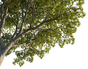 Chionanthus retusus tree, corner view, cutout, isolate, transparent background, Lush Green Tree Branch with Vibrant Foliage, Detailed Natural Element for Design and Illustration