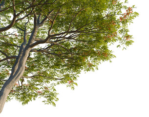 Delonix regia tree, corner view, cutout, isolate, transparent background, Close-up of a vibrant red flowering tree branch with green leaves, detailed nature photography