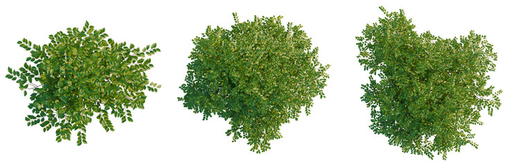 Naklejka premium Betula nigra Little King FOX VALLEY tree plan, top view, cutout, transparent background, isolate, Detailed Lush Green Tree Branch with Vibrant Leaves, Nature Close-Up, Springtime Foliage