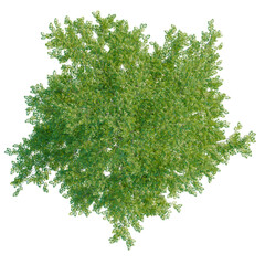Naklejka premium Carya cordiformis tree plan, top view, cutout, transparent background, isolate, Detailed close-up of lush green tropical foliage, vibrant leaves, natural texture, hd
