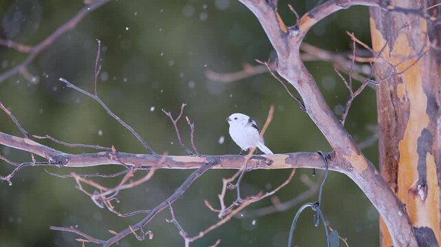  Long tailed tit taking flight in slow motion and snowing