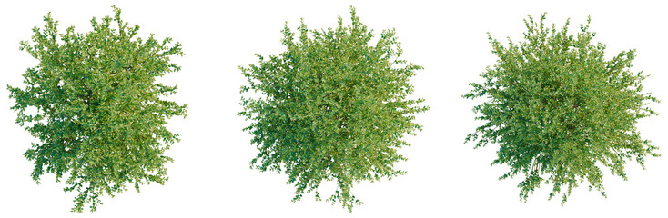 Fototapeta premium Ilex crenata tree plan, top view, cutout, transparent background, isolate, Lush Green Tree Branch with Detailed Foliage - Perfect for Nature and Springtime Designs