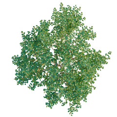 Ilex glabra tree plan, top view, cutout, transparent background, isolate, Detailed close-up of lush green leaves and foliage, nature texture, springtime beauty