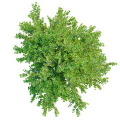 Obraz premium Lonicera nitida tree plan, top view, cutout, transparent background, isolate, Dense green foliage texture, detailed leaf pattern, natural background, close up view