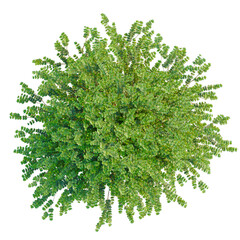 Lonicera nitida tree plan, top view, cutout, transparent background, isolate, Detailed Green Foliage Texture, Nature Background, Close-up, High Resolution, Botanical Element