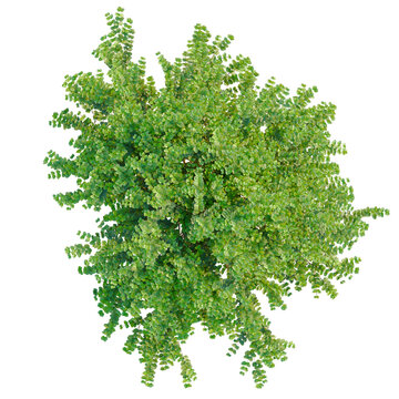 Lonicera nitida tree plan, top view, cutout, transparent background, isolate, Dense green foliage texture, detailed leaf pattern, natural background, close up view