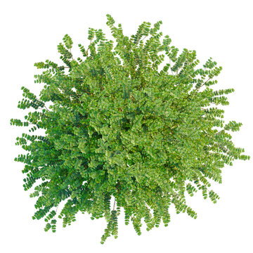 Lonicera nitida tree plan, top view, cutout, transparent background, isolate, Detailed Green Foliage Texture, Nature Background, Close-up, High Resolution, Botanical Element