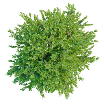 Lonicera nitida tree plan, top view, cutout, transparent background, isolate, Detailed Green Fern Branch with Delicate Leaves, Nature Texture for Design Elements and Backgrounds