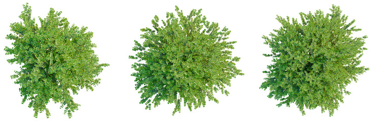 Lonicera nitida tree plan, top view, cutout, transparent background, isolate, Detailed aerial view of lush green forest canopy, perfect for nature and environment themes.