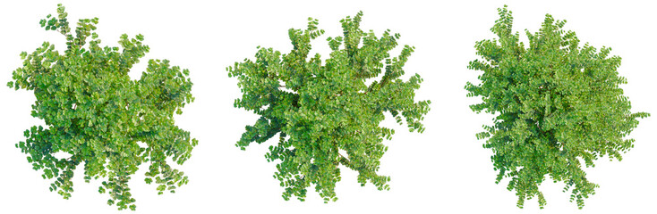 Obraz premium Lonicera nitida tree plan, top view, cutout, transparent background, isolate, Lush Green Foliage Canopy, Detailed Nature Background, Vibrant Ecosystem, Aerial Perspective