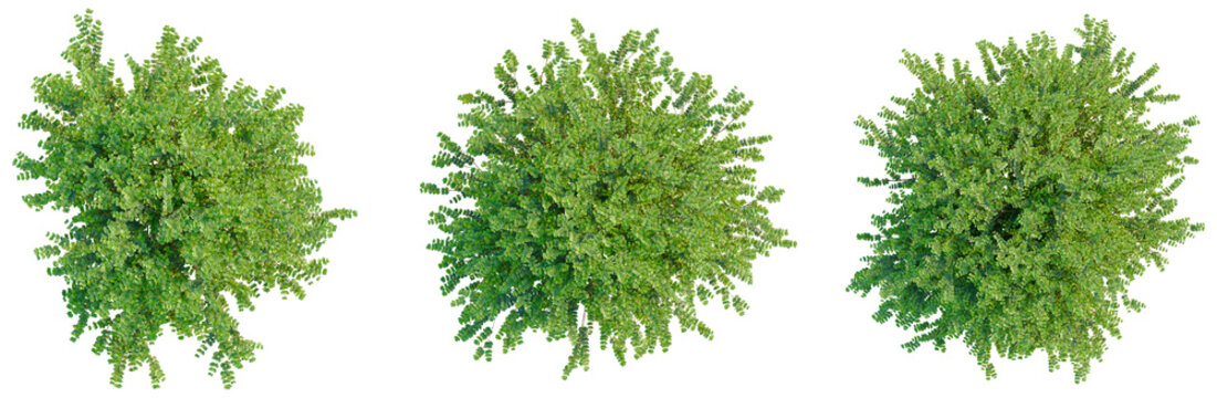 Lonicera nitida tree plan, top view, cutout, transparent background, isolate, Detailed aerial view of lush green forest canopy, perfect for nature and environment themes.