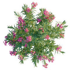 Fototapeta premium Nerium oleander tree plan, top view, cutout, transparent background, isolate, Blooming pink bougainvillea flower branch, detailed botanical illustration, perfect for design elements