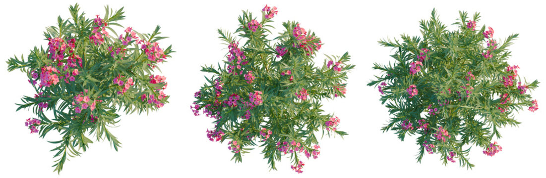 Nerium oleander tree plan, top view, cutout, transparent background, isolate, Vibrant Pink and Purple Oleander Flowers Blooming in Spring Garden, Floral Vector Illustration