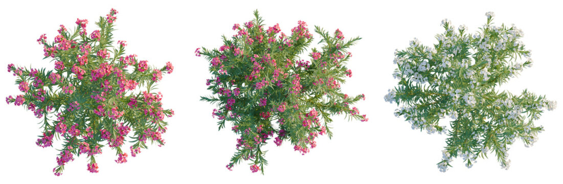 Nerium oleander tree plan, top view, cutout, transparent background, isolate, Vibrant Pink Pentas Plant Close-Up, Detailed Floral Texture, Botanical Beauty