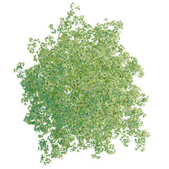 Obraz premium Populus tremuloides tree plan, top view, cutout, transparent background, isolate, Lush green leaves and foliage texture, vibrant plant detail, nature background, close-up view