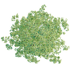 Populus tremuloides tree plan, top view, cutout, transparent background, isolate, Detailed Green Tree Branch with Delicate Foliage, Nature and Botanical Illustration for Design