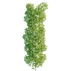 Obraz premium Strongylodon macrobotrys tree plan, top view, cutout, transparent background, isolate, Close-up of vibrant green leaves, showcasing intricate details and natural textures, ideal for nature themes.