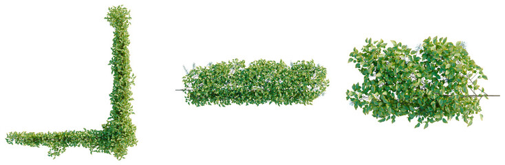 Obraz premium Strongylodon macrobotrys tree plan, top view, cutout, transparent background, isolate, Lush Green Ivy Branch with Delicate Leaves, Perfect for Floral and Botanical Design Elements
