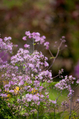 Naklejka premium Thalictrum aquilegiifolium (Meadow rue) with airy purple flower clusters in soft garden light