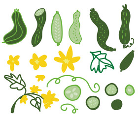 Green vegetable illustration set with cucumbers, leaves, and flowers in flat hand drawn style. Clean vector artwork for organic food branding and kitchen decor.