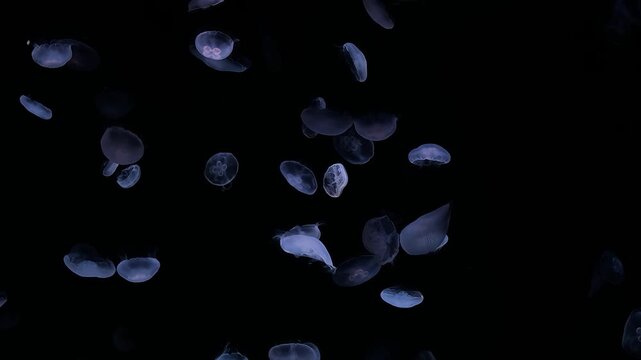 Jellyfish in water