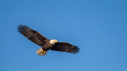 Obraz premium Eagle Flying with Wings Spread Against Blue Sky