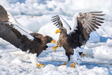 Two Steller's sea eagles fighting on drift ice, Shiretoko, Hokkaido, Japan © KaWataru