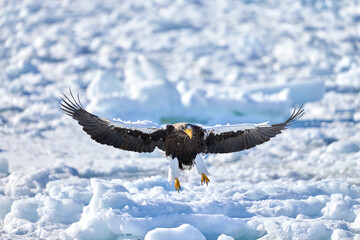 Majestic Steller's sea eagle flying over drift ice with copy space, Shiretoko, Hokkaido, Japan © KaWataru