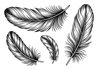 Obraz premium Collection of intricately drawn black and white feathers on a white background