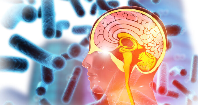 3D medical cross-section of the human brain revealing the cerebrum, cerebellum, and brainstem on a glowing scientific background.