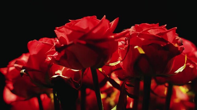 closeup beautiful bouquet of red roses flowers petals luxury bunch of fresh flower. Dark night room black background magic light. classic female floral gorgeous gift flowers in vase. luxurious gift