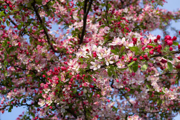 Fototapeta premium Blooming apple tree with pink flowers