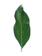 Obraz premium Fresh green noni leaf isolated on white background. Perfect for herbal medicine, health, and botanical concepts