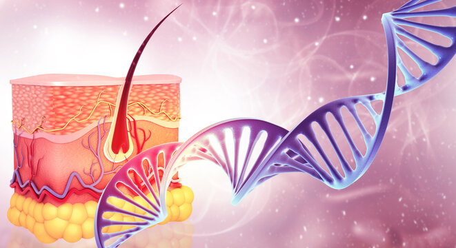 A detailed 3D medical visualization showcasing human skin layers and hair follicle structures intertwined with a glowing double-helix DNA strand to represent genetic dermatological coding