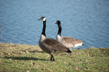 Gänse am See © Chris