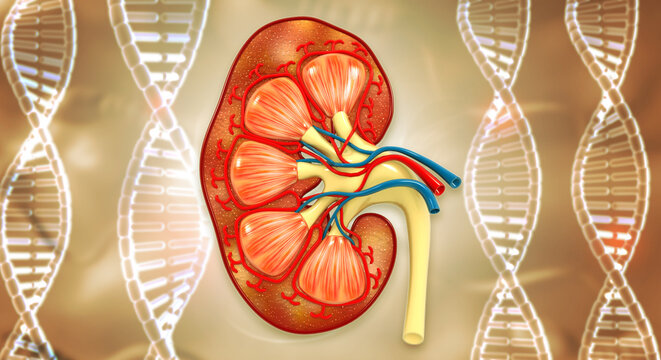 3D medical cross-section of a human kidney showing internal structures like the renal cortex and medulla, overlaid on a glowing genetic DNA helix background.