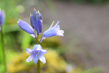 Jacinthe © Julie Paysage