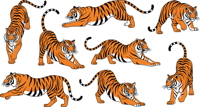 Tiger action poses vector illustration set, orange Bengal tigers crouching prowling leaping stalking for wildlife strength power nature zoo and tattoo designs