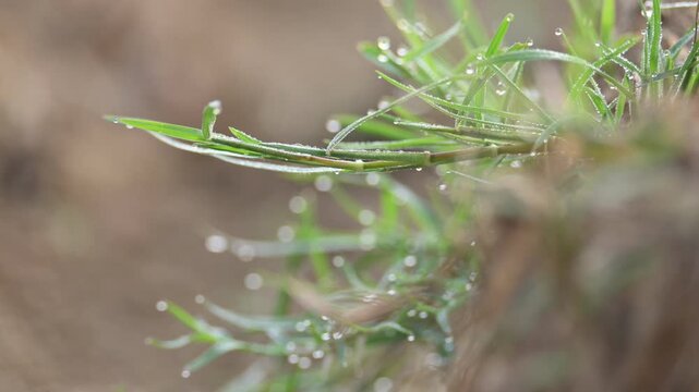 Cynodon dactylon. Its common name Bermuda grass, couch grass&nbsp;dhoob, durva&nbsp;grass,&nbsp;ethana&nbsp;grass,&nbsp;dubo,&nbsp;dog grass,&nbsp;dog's tooth grass,Bahama grass,&nbsp;devil's grass,&nbsp;couch grass,&nbsp;Indian&nbsp;doab and&nbsp;arugampul.