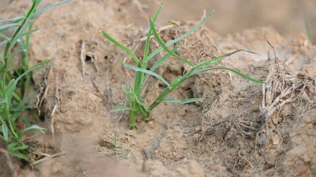 Cynodon dactylon. Its common name Bermuda grass, couch grass&nbsp;dhoob, durva&nbsp;grass,&nbsp;ethana&nbsp;grass,&nbsp;dubo,&nbsp;dog grass,&nbsp;dog's tooth grass,Bahama grass,&nbsp;devil's grass,&nbsp;couch grass,&nbsp;Indian&nbsp;doab and&nbsp;arugampul.