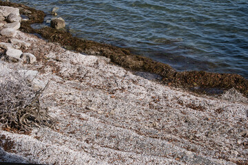 Tausende leere und ausgebleichte Muschelschalen am Ufer des Bodensees © Peter Allgaier